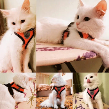 No-Pull Adjustable Pet Harness & Leash Set – Breathable Mesh Vest for Dogs & Cats